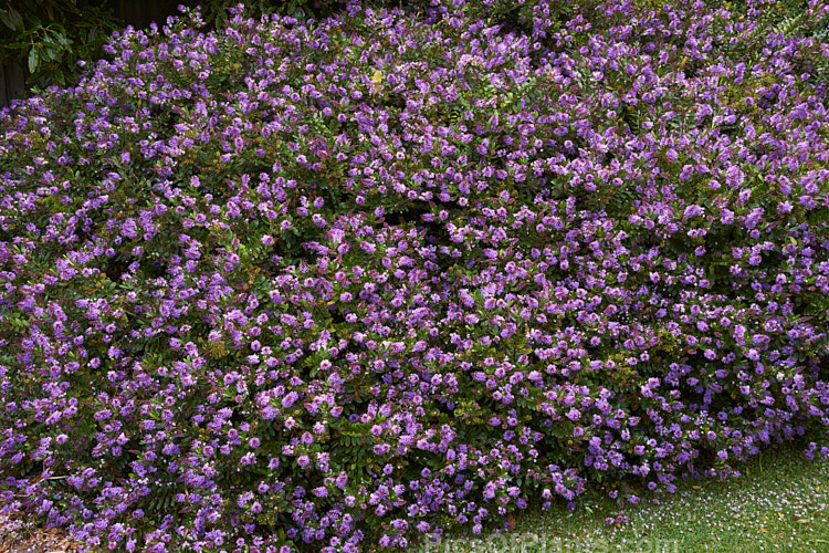 <i>Veronica</i> (syn. <i>Hebe</i>) 'Inspiration', a <i>Hebe speciosa</i> x <i>Veronica diosmifolia</i> hybrid bred in the 1950s at Duncan and Davies Nursery, New Plymouth, NZ. It flowers heavily and develops into a densely foliaged, spreading bush. Order: Lamiales, Family: Plantaginaceae