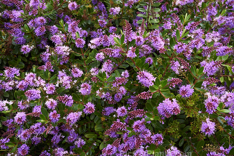 <i>Veronica</i> (syn. <i>Hebe</i>) 'Inspiration', a <i>Hebe speciosa</i> x <i>Veronica diosmifolia</i> hybrid bred in the 1950s at Duncan and Davies Nursery, New Plymouth, NZ. It flowers heavily and develops into a densely foliaged, spreading bush. Order: Lamiales, Family: Plantaginaceae