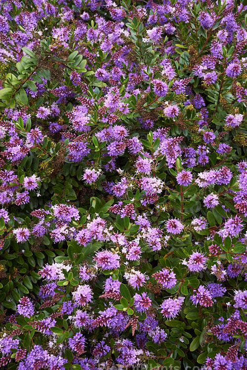 <i>Veronica</i> (syn. <i>Hebe</i>) 'Inspiration', a <i>Hebe speciosa</i> x <i>Veronica diosmifolia</i> hybrid bred in the 1950s at Duncan and Davies Nursery, New Plymouth, NZ. It flowers heavily and develops into a densely foliaged, spreading bush. Order: Lamiales, Family: Plantaginaceae