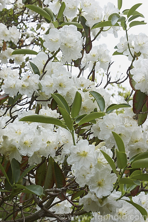 Rhododendron discolor (syn. Rhododendron fortunei subsp. discolor</i>), a very late-flowering large shrub to tree-like rhododendron that is native to China. The flowers are slightly scented. An attractive tree but its late blooming means the flowers will often burn in the early summer sun. Also, the foliage often dries at the edges