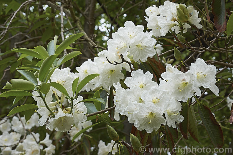 Rhododendron discolor (syn. Rhododendron fortunei subsp. discolor</i>), a very late-flowering large shrub to tree-like rhododendron that is native to China. The flowers are slightly scented. An attractive tree but its late blooming means the flowers will often burn in the early summer sun. Also, the foliage often dries at the edges