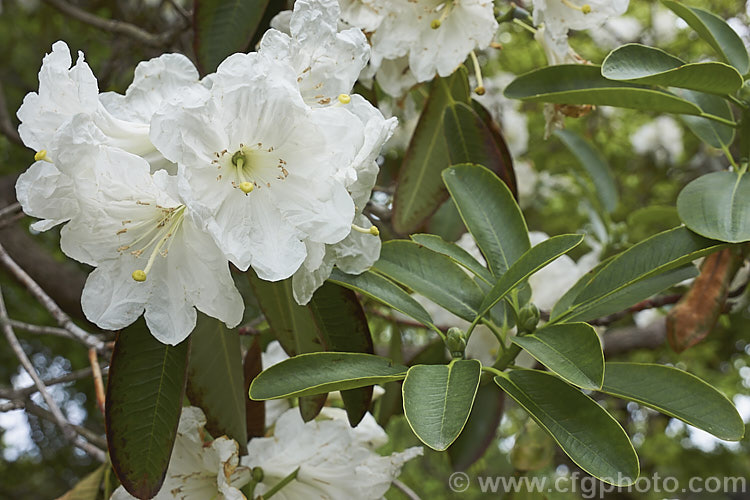 Rhododendron discolor (syn. Rhododendron fortunei subsp. discolor</i>), a very late-flowering large shrub to tree-like rhododendron that is native to China. The flowers are slightly scented. An attractive tree but its late blooming means the flowers will often burn in the early summer sun. Also, the foliage often dries at the edges