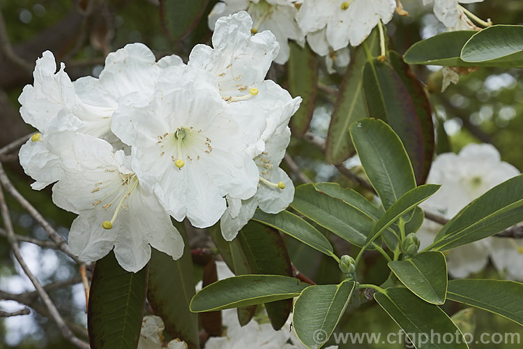 Rhododendron discolor (syn. Rhododendron fortunei subsp. discolor</i>), a very late-flowering large shrub to tree-like rhododendron that is native to China. The flowers are slightly scented. An attractive tree but its late blooming means the flowers will often burn in the early summer sun. Also, the foliage often dries at the edges