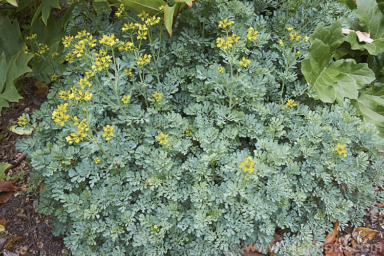 Common Rue or Herb of Grace (<i>Ruta graveolens</i>), a glaucous, 20-50cm tall subshrub found from southeastern Europe to the Balkans. It has medicinal uses but can be toxic. Order: Sapindales, Family: Rutaceae