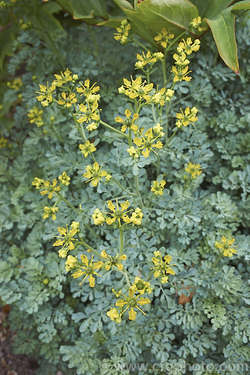 Common Rue or Herb of Grace (<i>Ruta graveolens</i>), a glaucous, 20-50cm tall subshrub found from southeastern Europe to the Balkans. It has medicinal uses but can be toxic. Order: Sapindales, Family: Rutaceae