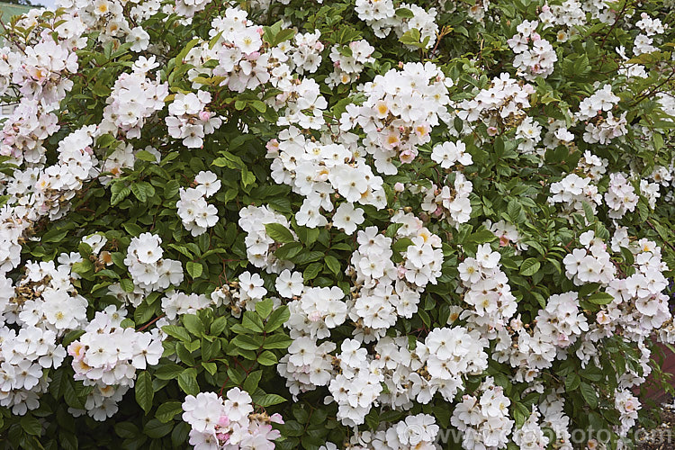 Rosa 'Sally. Holmes' ('Ivory. Fashion' x 'Ballerina'),a. Modern. Shrub rose raised by Holmes of England and introduced in 1976. It is large, bushy and heavy-flowering. Order: Rosales, Family: Rosaceae