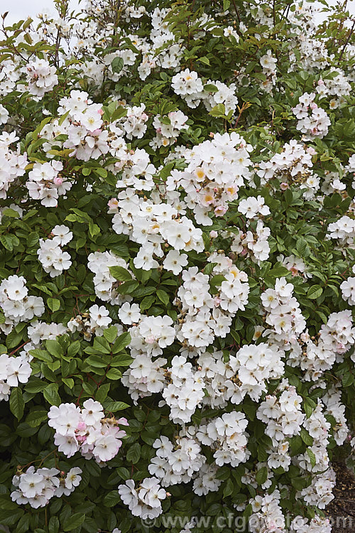 Rosa 'Sally. Holmes' ('Ivory. Fashion' x 'Ballerina'),a. Modern. Shrub rose raised by Holmes of England and introduced in 1976. It is large, bushy and heavy-flowering. Order: Rosales, Family: Rosaceae
