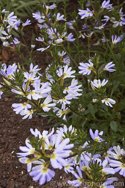 Scaevola aemula 'Diamond' (syn 'Saphira'), a long-flowering, low-growing, spreading cultivar of the Fairy Fan Flower or Common Fan Flower, a subshrub found across much of southern Australia. Its long stems make it well-suited to hanging baskets or growing on banks. scaevola-3287htm'>Scaevola. <a href='goodeniaceae-plant-family-photoshtml'>Goodeniaceae</a>.