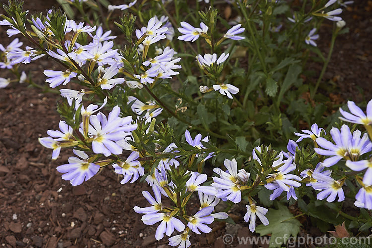 Scaevola aemula 'Diamond' (syn 'Saphira'), a long-flowering, low-growing, spreading cultivar of the Fairy Fan Flower or Common Fan Flower, a subshrub found across much of southern Australia. Its long stems make it well-suited to hanging baskets or growing on banks. scaevola-3287htm'>Scaevola. <a href='goodeniaceae-plant-family-photoshtml'>Goodeniaceae</a>.