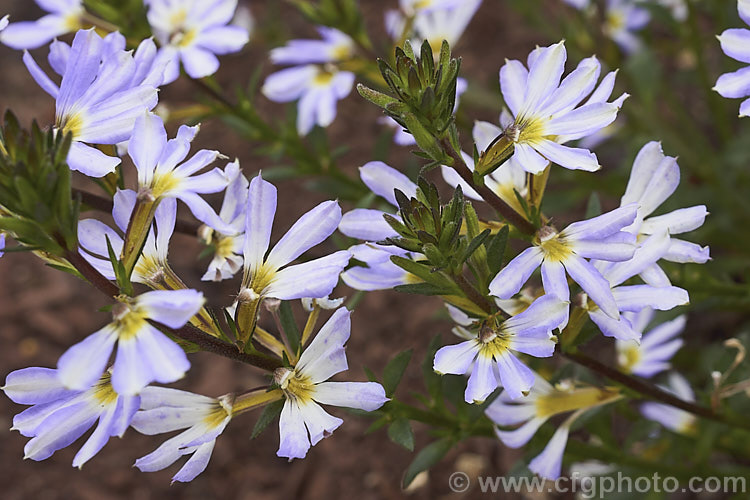 Scaevola aemula 'Diamond' (syn 'Saphira'), a long-flowering, low-growing, spreading cultivar of the Fairy Fan Flower or Common Fan Flower, a subshrub found across much of southern Australia. Its long stems make it well-suited to hanging baskets or growing on banks. scaevola-3287htm'>Scaevola. <a href='goodeniaceae-plant-family-photoshtml'>Goodeniaceae</a>.