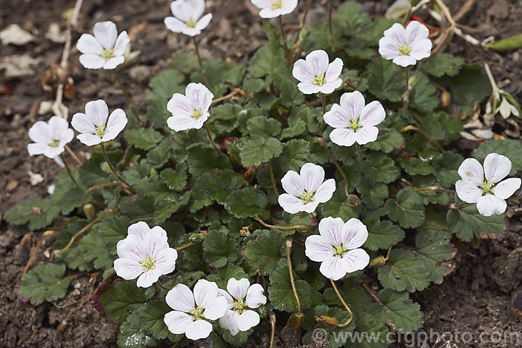 Erodium reichardii 'Album', a pink-veined, white-flowered cultivar of the Alpine Geranium or Reichard's Cranesbill, a normally pink-flowered, spring- to summer-blooming carpeting perennial native to the Balearic Islands and Corsica.