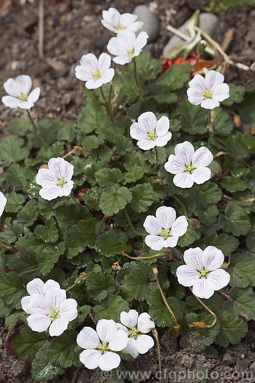 Erodium reichardii 'Album', a pink-veined, white-flowered cultivar of the Alpine Geranium or Reichard's Cranesbill, a normally pink-flowered, spring- to summer-blooming carpeting perennial native to the Balearic Islands and Corsica.
