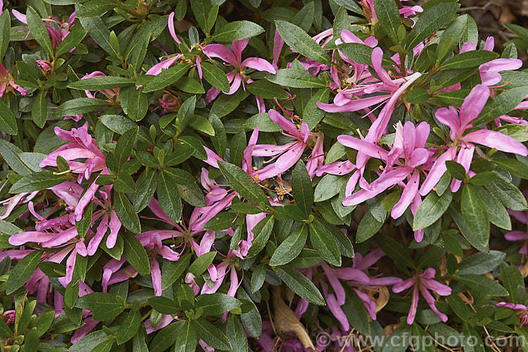 Rhododendron (evergreen azalea</i>) 'Polypetalum. Pink', a pink-flowered sport of 'Polypetalum', a low-growing, late-flowering. Satsuki azalea with very narrow petals. It should not be confused with 'Linearifolium', which is a larger plant that also has very narrow leaves and blooms earlier