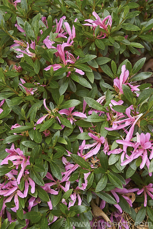 Rhododendron (evergreen azalea</i>) 'Polypetalum. Pink', a pink-flowered sport of 'Polypetalum', a low-growing, late-flowering. Satsuki azalea with very narrow petals. It should not be confused with 'Linearifolium', which is a larger plant that also has very narrow leaves and blooms earlier