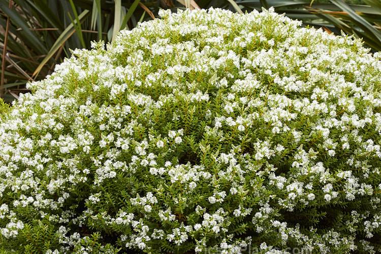 White Gem Hebe (<i>Veronica brachysiphon</i> [syn. <i>Hebe brachysiphon</i>]), a 1.2m high x 1.5m high evergreen, early summer-flowering shrub found in the subalpine areas of the northeastern South Island of New Zealand. Order: Lamiales, Family: Plantaginaceae