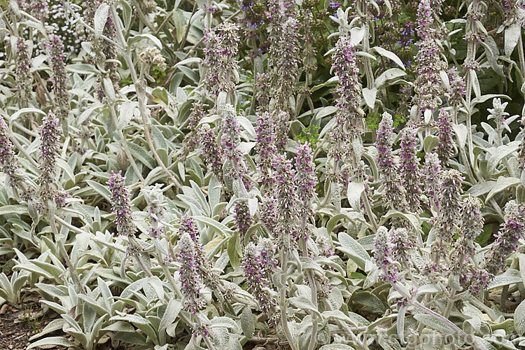 Lamb's Ears (<i>Stachys byzantina [syn. Stachys lanata]), an evergreen silver-haired perennial found from the Caucasus to Iran. Its mauve, early summer-borne flowers are carried on upright spikes in heads known as verticillasters. Order: Lamiales, Family: Lamiaceae