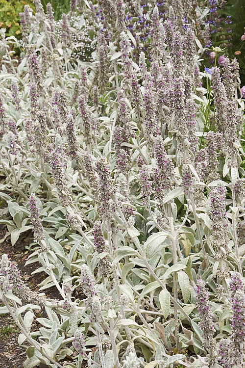 Lamb's Ears (<i>Stachys byzantina [syn. Stachys lanata]), an evergreen silver-haired perennial found from the Caucasus to Iran. Its mauve, early summer-borne flowers are carried on upright spikes in heads known as verticillasters. Order: Lamiales, Family: Lamiaceae