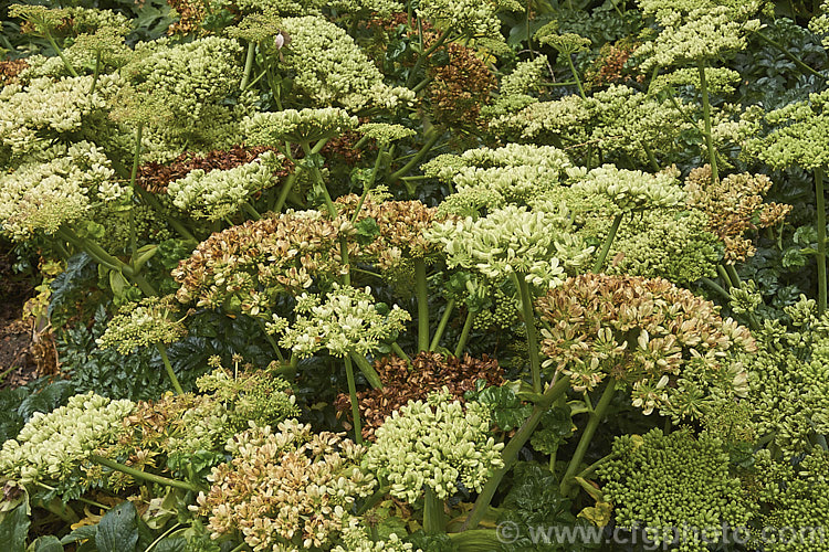 Angelica pachycarpa, an evergreen or near-evergreen spring-flowering perennial cultivated for its very glossy foliage, which is sometimes used as an ornamental garnish. Order: Apiales, Family: Apiaceae