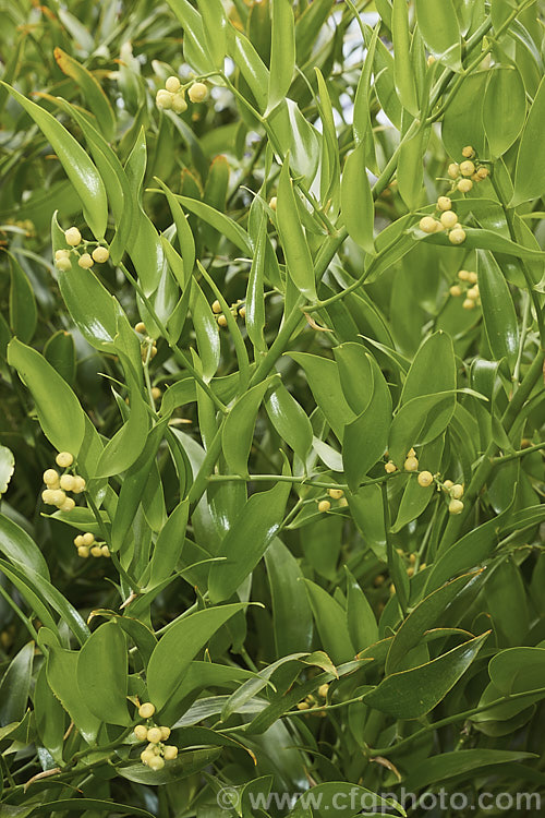 Alexandrian Laurel (<i>Danae racemosa [syn. Ruscus racemosum</i>), a 1-1.5m high evergreen rhizomatous shrub native to western Asia. Its small cream flowers appear in early summer and are followed by orange fruits that ripen in autumn. Order: Asparagales, Family: Asparagaceae