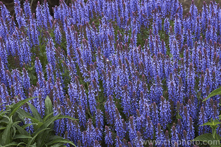 Salvia × sylvestris 'Blue Hill', one of the many cultivars of a hybrid between the European and Eurasian perennial sages. Salvia pratensis × Salvia nemorosa. It is a fairly compact plant that blooms from early summer and which carries its abundant deep blue flowers above the foliage. Order: Lamiales, Family: Lamiaceae