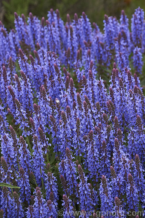 Salvia × sylvestris 'Blue Hill', one of the many cultivars of a hybrid between the European and Eurasian perennial sages. Salvia pratensis × Salvia nemorosa. It is a fairly compact plant that blooms from early summer and which carries its abundant deep blue flowers above the foliage. Order: Lamiales, Family: Lamiaceae