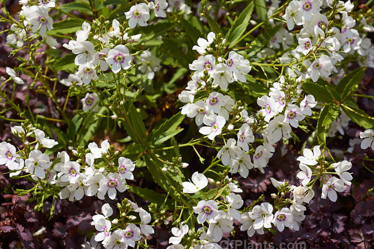 <i>Veronica catarractae</i> (syn. <i>Parahebe catarractae</i>) 'Snow Cap', a low growing clear white-flowered form of a spreading evergreen perennial or subshrub native to New Zealand. Order: Lamiales, Family: Plantaginaceae