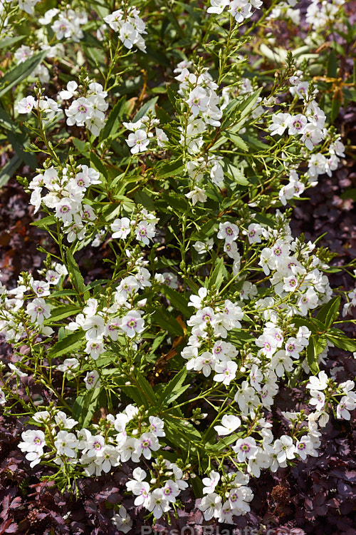 <i>Veronica catarractae</i> (syn. <i>Parahebe catarractae</i>) 'Snow Cap', a low growing clear white-flowered form of a spreading evergreen perennial or subshrub native to New Zealand. Order: Lamiales, Family: Plantaginaceae