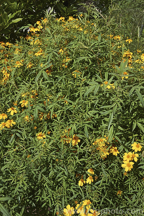 Tangerine Scented Marigold or Mexican Marigold (<i>Tagetes lemmonii</i>), a long-flowering perennial or subshrub native to southern Arizona and northern Mexico where it occurs at elevations that can exceed 2,200m. In mild climates, it will flower almost continuously, though summer is the main blooming season. The plant can grow to over 1.8m high and wide. Order: Asterales, Family: Asteraceae