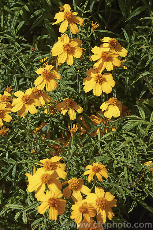 Tangerine Scented Marigold or Mexican Marigold (<i>Tagetes lemmonii</i>), a long-flowering perennial or subshrub native to southern Arizona and northern Mexico where it occurs at elevations that can exceed 2,200m. In mild climates, it will flower almost continuously, though summer is the main blooming season. The plant can grow to over 1.8m high and wide. Order: Asterales, Family: Asteraceae