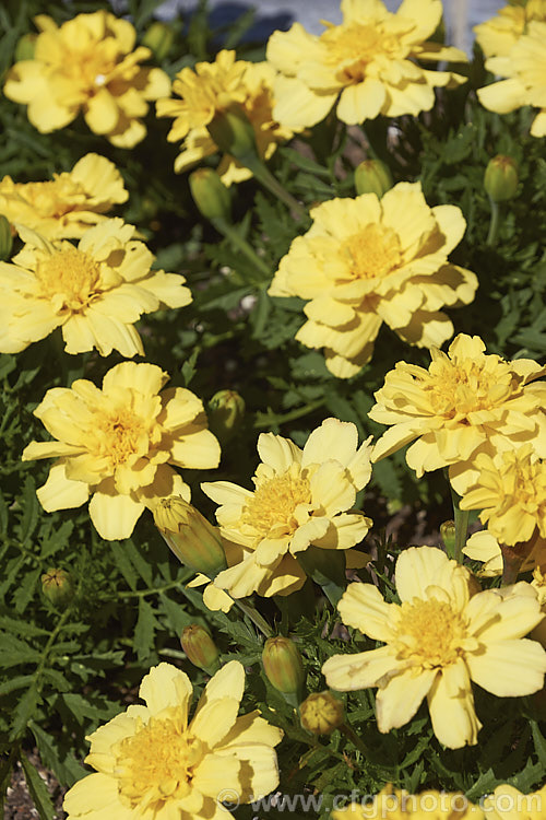 Tagetes patula 'Alumia Vanilla Cream', a soft yellow, low-growing French marigold cultivar. Although a pale yellow, Vanilla Cream is perhaps and optimistic name. Despite the common name, the parent plant of the French Marigold is native to Mexico and Central America. Order: Asterales, Family: Asteraceae