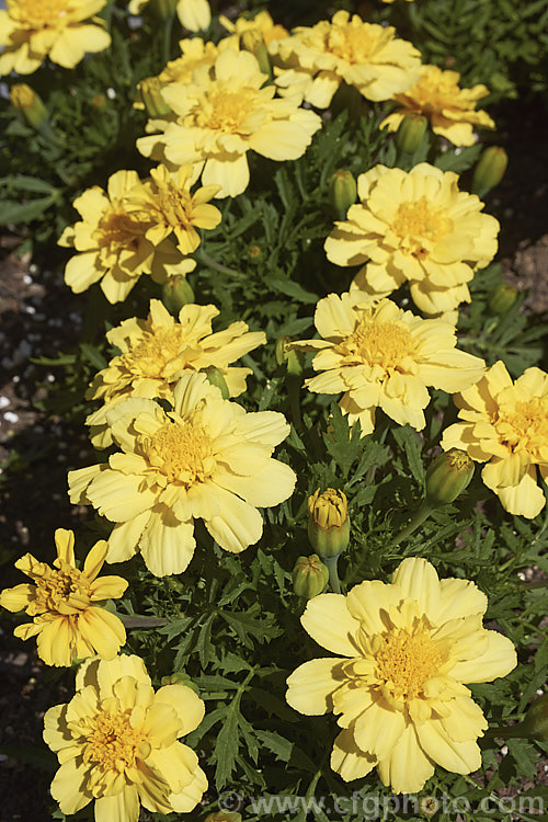 Tagetes patula 'Alumia Vanilla Cream', a soft yellow, low-growing French marigold cultivar. Although a pale yellow, Vanilla Cream is perhaps and optimistic name. Despite the common name, the parent plant of the French Marigold is native to Mexico and Central America. Order: Asterales, Family: Asteraceae