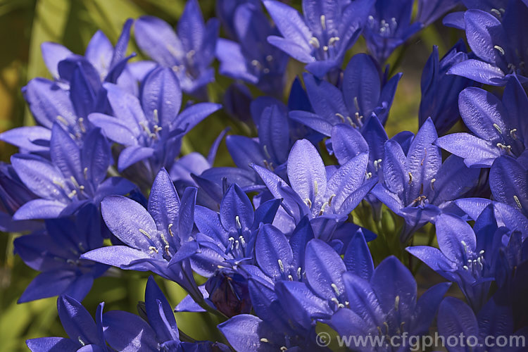 Triteleia laxa (syn. Brodiaea laxa</i>) 'Queen Fabiola', a large- and dark-flowered cultivar of Ithuriel's Spear, Grassnut or Triplet. Lily (<i>Triteleia laxa [syn. Brodiaea laxa]), a western North American summer-flowering corm with wiry flower stems topped with large heads of mauve to purple-blue flowers. The corms are said to be edible