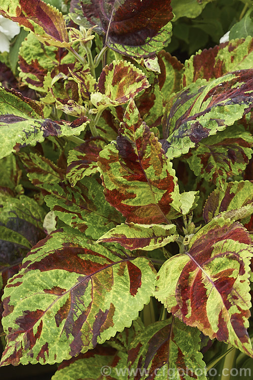 Careless Love Coleus (<i>Solenostemon scutellarioides 'Careless Love'), a cultivar of a tender shrubby perennial originally native to Southeast Asia that occurs in many coloured foliage forms 'Carless. Love' is distinguished by its light green foliage that is heavily overlaid with large, irregular patches of two or three shades of brownish red.