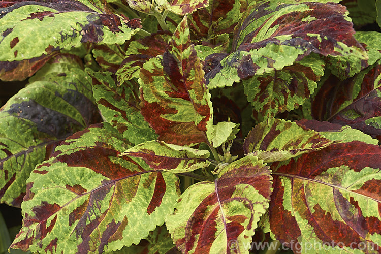 Careless Love Coleus (<i>Solenostemon scutellarioides 'Careless Love'), a cultivar of a tender shrubby perennial originally native to Southeast Asia that occurs in many coloured foliage forms 'Carless. Love' is distinguished by its light green foliage that is heavily overlaid with large, irregular patches of two or three shades of brownish red.
