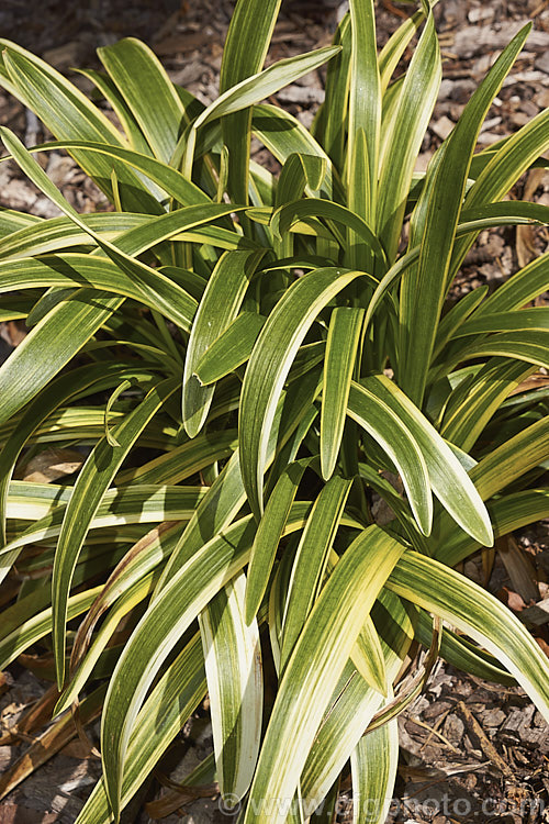 liriope-muscari-gold-band-photo-at-pictures-of-plants-stock-image-library