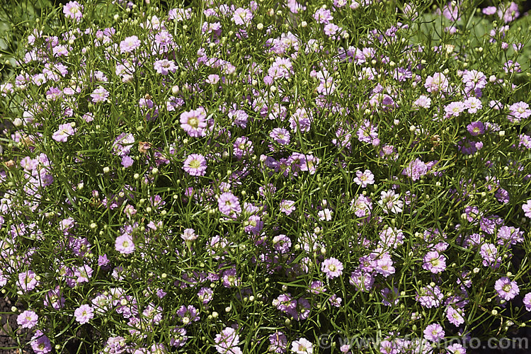 Gypsophila muralis 'Gypsy Pink', a compact heavy-flowering cultivar of Low Baby's Breath, a small, mound-forming, summer-blooming annual native to Europe. The Gypsy series, used as a bedding plant and introduced by Sakata, produces a high level of semi-double and double flowers, though the flowers are so tiny that one has to be very close to see the effect. Order: Caryophyllales, Family: Caryophyllaceae