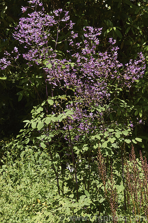 Thalictrum delavayi (syn. Thalictrum dipterocarpum</i>), a late spring- to summer-flowering herbaceous perennial from western China and eastern Tibet. Its flowering stems can grow to around 18m tall thalictrum-2040htm'>Thalictrum.