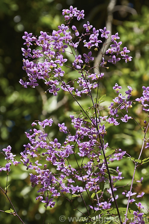 Thalictrum delavayi (syn. Thalictrum dipterocarpum</i>), a late spring- to summer-flowering herbaceous perennial from western China and eastern Tibet. Its flowering stems can grow to around 18m tall thalictrum-2040htm'>Thalictrum.