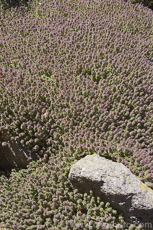 Bergamot. Thyme or Bergamot. Scented Thyme (<i>Thymus serpyllum 'Bergamot'), a citrus-scented, downy-leafed cultivar of the common. Thyme, a prostrate, evergreen, summer-flowering shrub from northern Europe with very aromatic foliage occasionally used in cooking and which has given rise to many such garden cultivars. The flowers are pinkish purple and are seen here just on the point of opening. Order: Lamiales, Family: Lamiaceae