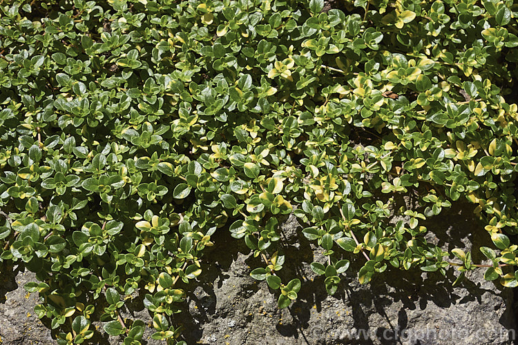 Doone. Valley. Thyme (<i>Thymus 'Doone. Valley'), a spreading, carpeting thyme with irregularly gold-marked foliage that has a lemon scent when crushed. The flowers are pinkish purple. Doone. Valley. Thyme is sometimes listed as a cultivar of Thymus doerfleri. Order: Lamiales, Family: Lamiaceae