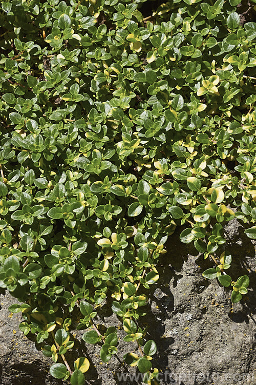 Doone. Valley. Thyme (<i>Thymus 'Doone. Valley'), a spreading, carpeting thyme with irregularly gold-marked foliage that has a lemon scent when crushed. The flowers are pinkish purple. Doone. Valley. Thyme is sometimes listed as a cultivar of Thymus doerfleri. Order: Lamiales, Family: Lamiaceae