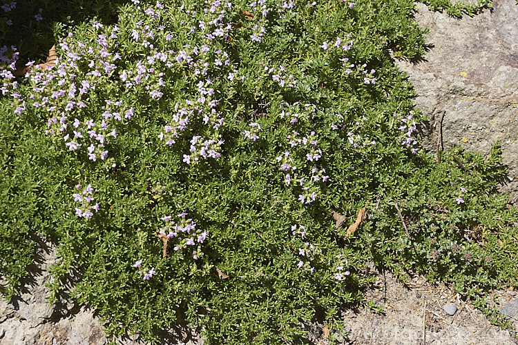 Thymus integer, a spreading, carpeting, spring- to summer-flowering thyme native to Cyprus, where it occur in rocky areas at elevations form just above sea level up to 1700m. The flower colour ranges from white to purple. Order: Lamiales, Family: Lamiaceae