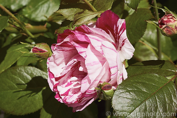 Rosa gallica 'Versicolor' (syn 'Rosa. Mundi' [sport of R g 'Officinalis'), a bicolor form of the apothecaries' rose known since the 16th century. Order: Rosales, Family: Rosaceae