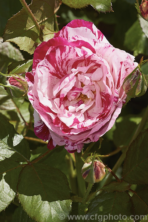 Rosa gallica 'Versicolor' (syn 'Rosa. Mundi' [sport of R g 'Officinalis'), a bicolor form of the apothecaries' rose known since the 16th century. Order: Rosales, Family: Rosaceae