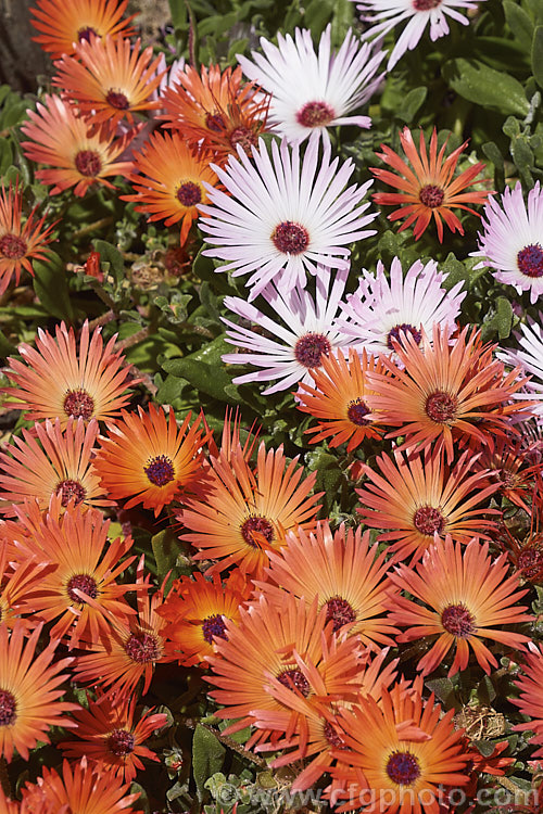 Livingstone. Daisy (<i>Dorotheanthus bellidiformis cultivars and hybrids</i>), a group of low, spreading succulent plants that produce masses of daisy-like flowerheads in late spring to early summer. They thrive in hot, sunny positions and are available in many flower colours