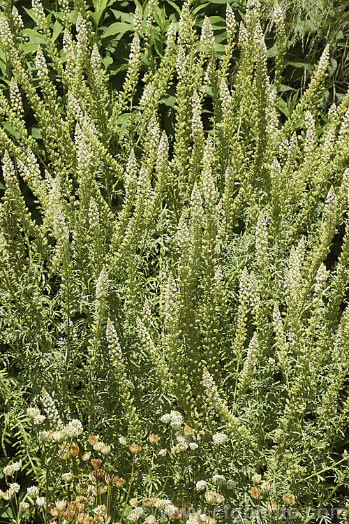 Wild Mignonette (<i>Reseda luteola</i>), an 50cm-13m high annual or short lived perennial originally found from Europe to central Asia. It is sometimes cultivated as a cottage garden plant and also naturalises freely