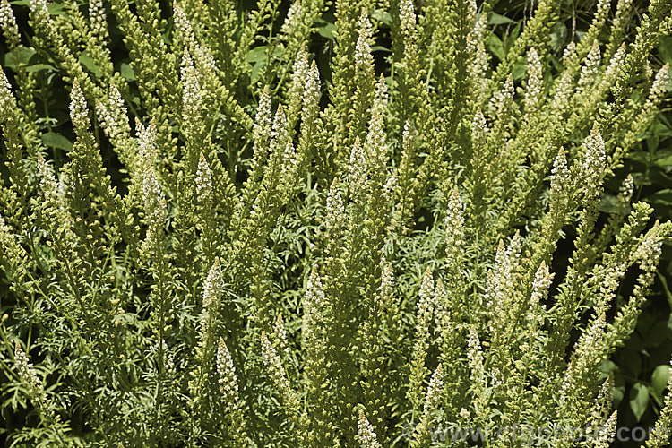 Wild Mignonette (<i>Reseda luteola</i>), an 50cm-13m high annual or short lived perennial originally found from Europe to central Asia. It is sometimes cultivated as a cottage garden plant and also naturalises freely