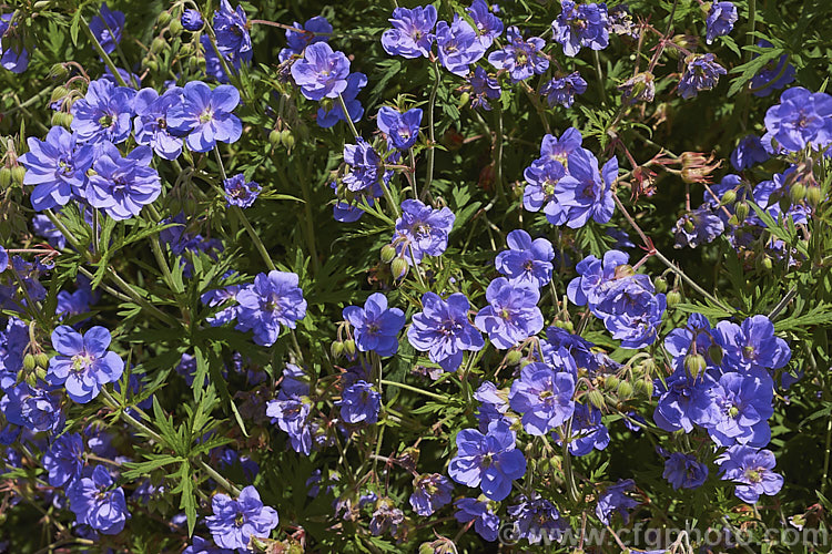 Geranium pratense 'Plenum. Caeruleum', a double-flowered cultivar of the Meadow Cranesbill or Meadow Geranium (<i>Geranium pratense</i>), a sprawling, summer-flowering herbaceous perennial found over much of Eurasia. While the species grows 40-60cm high with a spread that can be over 15m wide, 'Plenum. Caeruleum' is rather smaller. Order: Geraniales, Family: Geraniaceae