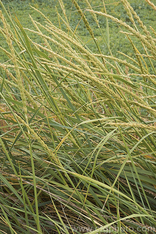 Spelt, Dinkel. Wheat or Hulled. Wheat (<i>Triticum spelta</i>), among the earliest wheat to be cultivated, Spelt may actually be a hybrid rather than a true species. It appears to have originated around the Black Sea and because it ripens in cooler conditions than most other wheat it was popular in northern Europe. However, it has now almost entirely been replaced by Triticum aestivum in mainstream production. triticum-2291htm'>Triticum. .