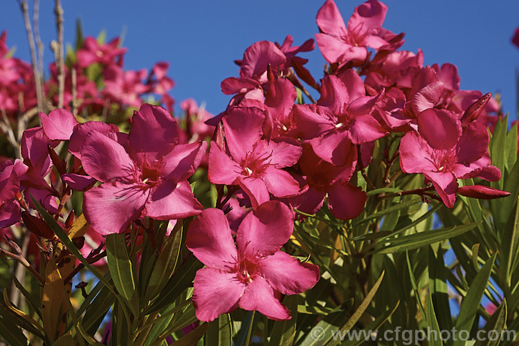 Nerium oleander 'Dr. Golfin' (syn 'Docteur. Golfin'), a deep reddish pink-flowered cultivar of the oleander, an evergreen summer-flowering shrub found from the Mediterranean to western China. The shrub yields milky latex when cut, and while very attractive in flower, all parts are highly poisonous. nerium-2461htm'>Nerium. Order: Gentianales, Family: Apocynaceae